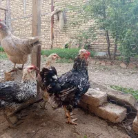 تخم نطفه دار گلین