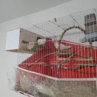 3عددعروس هلندی البینو ی دست سفید