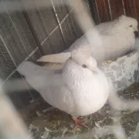 یک جفت سفید عروسک