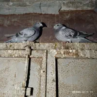 کبوتر جوجه پلاکی|پرنده|اهواز, کیانپارس |دیوار