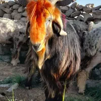 تی بزبعده فوق سناتور