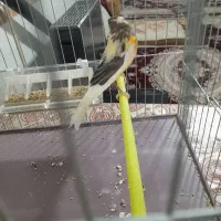 قناری نر و ماده