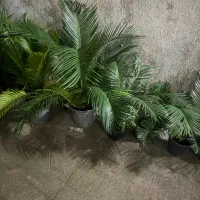 فروش سیکاس|گل و گیاه طبیعی|رشت, لاکانی|دیوار