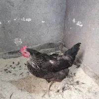 مرغ و خروس