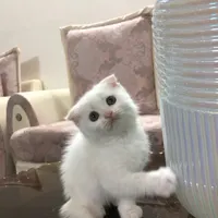 گربه ملوس|گربه|مشهد, چاهشک|دیوار