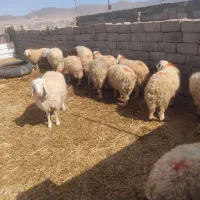 فروش ۲۰ راس بره نر