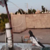 کفتر|پرنده|قوچان, |دیوار