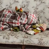 طوطی برزیلی فیشر|پرنده|قزوین, |دیوار