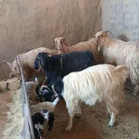 بز و بزغاله