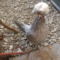 مرغ کاکلی لهستانی، آرام و سالم