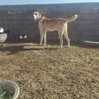 واگذاری سگ گله