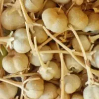 اسفند تازه