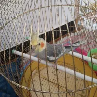 عروس نر|پرنده|لاهیجان, لیالستان|دیوار