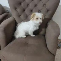 سگ خانگی نژاد تری‌یِر