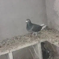 ککیلی دوبر طوقی