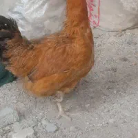 مرغ تخم گذار|حیوانات مزرعه|آبپخش, |دیوار