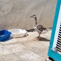 ۱ عدد جوجه قوغاز اکراینی
