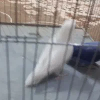 طوطی برزیلی رنگی که تو صحنه پیدا نمیکنی|پرنده|صحنه, |دیوار