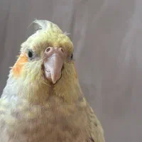 گمشده در محدوده محله c2|پرنده|فولادشهر, C2|دیوار