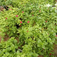 فروش ویژه گل‌های آپارتمانی