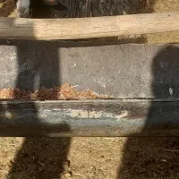 بره وکهره  بز چاق|حیوانات مزرعه|مرودشت, ده بید|دیوار