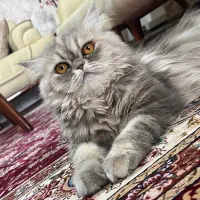 فروش گربه نژاد دار دو رگه پرشین بیریتیش|گربه|تهران, جوادیه تهرانپارس|دیوار