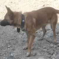 سگ ژرمن|سگ|پاکدشت, پاکدشت (مامازند)|دیوار