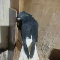 کبوتر کلاغ سیاه کربلائی|پرنده|مشهد, کوثر|دیوار