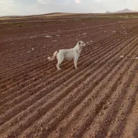 سگ دورگه|سگ|افشار, |دیوار