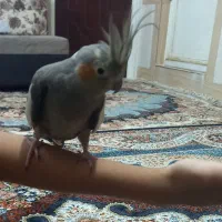 عر وس هلندی ماده۱۳ ماهه