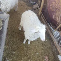 بره نر و ماده.سبک.بردسیر|حیوانات مزرعه|بردسیر, |دیوار