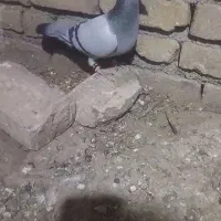 سبز کرمونی قلدر|پرنده|کاشمر, |دیوار