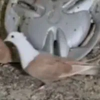 کربلایی زردکاکلی