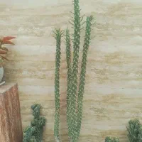 گل کاکتوس صخرهی