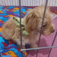 سگ شیتزو پامر|سگ|تبریز, |دیوار