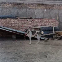 سگ نگهبانی
