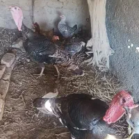 بوقلمون|حیوانات مزرعه|زابل, |دیوار