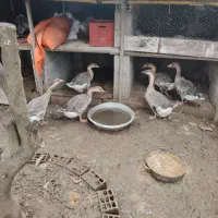 غاز|حیوانات مزرعه|رضوانشهر, |دیوار