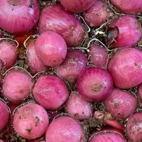 قند و نبات دمنوشی،پیاز ترشی،قهوه،شوینده|خوردنی و آشامیدنی|قم, گلزار|دیوار