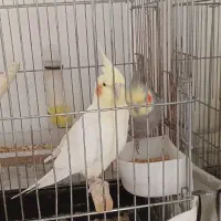 عروس هلندی با قفس