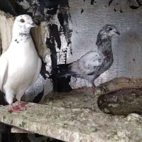 کبوتربالای۷ساعت|پرنده|اسلامآباد غرب, |دیوار