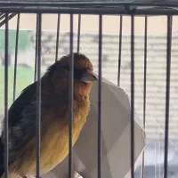 سهره قناری مست