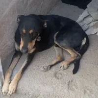 سگ دوبرمن پوست چرمی وارداتی