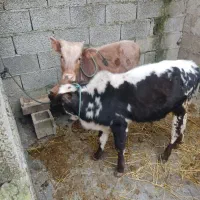 ۶ راس ورزا کوله عروسک محلی