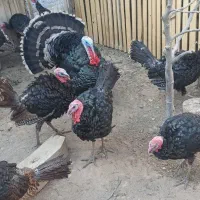 بوقلمون نر و ماده|حیوانات مزرعه|باروق, |دیوار