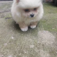 پامرانین اصیل بدون واسطه