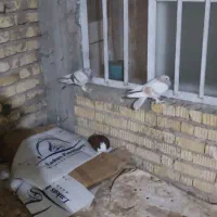 یک جفت هودی ویک نر شهری سرخ