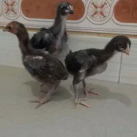 جوجه لاری اصیل ۲۰ روزه تعداد محدود