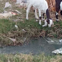 بز پاکستانی|حیوانات مزرعه|برازجان, |دیوار