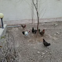 مرغ و خروس رسمی|حیوانات مزرعه|پاکدشت, پاکدشت (مامازند)|دیوار